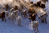 China, Innere Mongolei, Provinz Hebei, Zhangjiakou, Bashang-Grasland, mongolische Reiter führen eine Schar von Pferden an, die auf einer schneebedeckten Wiese laufen