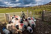 Ireland, County Galway, Connemara, Rinvyle, sheep pen, boy