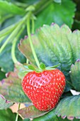 France, Oise, Crisolles, Rimbercourt farm, strawberry with strawberry ready for harvest