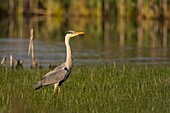 Frankreich, Somme, Baie de Somme, Le Crotoy, Crotoy-Sumpf, Graureiher (Ardea cinerea - Gray Heron) auf einem Teich