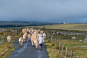 Frankreich, Lozere, Nasbinals, Herde von Aubrac-Kühen, Regionaler Naturpark Aubrac, Parc naturel régional de l'Aubrac