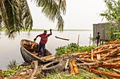 Ivory Coast, Grand Bassam, man unloading wood cut in the forest