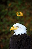 France, Yvelines (78), les Mesnuls, Les Mesnuls castlle,Heritage Day 2019, bald headed eagle during raptor show