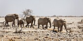 Namibia, Oshikoto province, Etosha National Park, african bush elephant herd (Loxodonta africana)