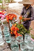 Morocco, Marrakesh, Beldi Country Club, Story: Fairytale rose garden