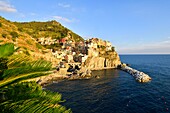 Italien, Ligurien, Provinz La Spezia, Nationalpark Cinque Terre, von der UNESCO zum Weltkulturerbe erklärt, Dorf Manarola