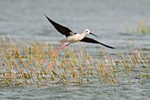 Frankreich, Somme, Somme Bay, Cayeux-sur-mer, Ault, Le Hâble d'Ault, Stelzenläufer (Himantopus himantopus)