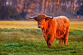 France, Somme, Bay of Somme, Noyelles-sur-mer, Highland Cattle Scottish cow in Bay of Somme