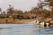 Namibia, Kavango-Provinz, Bwabwata-Nationalpark, Touristenboot auf dem Okavango-Fluss, Elefanten beobachten