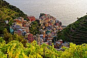 Italien, Ligurien, Provinz La Spezia, Nationalpark Cinque Terre, von der UNESCO zum Weltkulturerbe erklärt, das Dorf Manarola und sein Weinberg