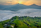 Vietnam, Ha Giang, Hoang Su Phi, a La Chi erthnic group village among rice fields in terrace