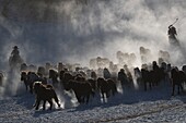 China, Inner Mongolia, Hebei Province, Zhangjiakou, Bashang Grassland, Mongolian horsemen lead a troop of horses running in a meadow covered by snow