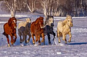 China, Innere Mongolei, Provinz Hebei, Zhangjiakou, Bashang-Grasland, Pferde auf einer schneebedeckten Wiese