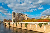 France, Paris, area listed as World Heritage by UNESCO, the banks of Seine river the Ile de la Cite, the Notre Dame Cathedral in autumn