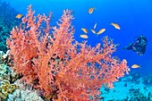 Egypte, Red Sea, a coral reef with alcyonarian soft corals (Dendronephthya sp.)