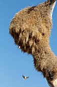 Namibia, Oshikoto province, Etosha National Park, Sociable weaver nest (Philetairus socius)