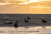 Frankreich, Somme, Authie-Bucht, Berck-sur-mer, Seehunde auf den Sandbänken