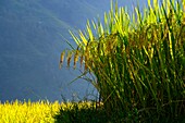 Vietnam, Ha Giang, Hoang Su Phi, terrace rice fields