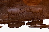 Namibia, Oshikoto province, Etosha National Park, black rhinoceros (Diceros bicornis) at a water hole