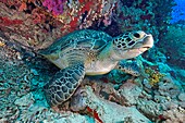 Ägypten, Rotes Meer, eine Echte Karettschildkröte (Eretmochelys imbricata)