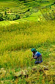 Vietnam, Bac Ha, rice fileds in terrace, Women from Hmong ethnic group harvesting rice