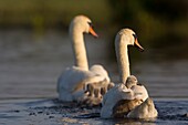 France, Somme, Somme Bay, Le Crotoy, Crotoy Marsh, juvenile mute Swan (Cygnus olor, Mute Swan)