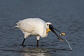 France, Somme, Baie de Somme, Le Crotoy, Crotoy marsh, Eurasian Spoonbill (Platalea leucorodia) fishing