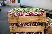 France, Indre et Loire, Tours, wholemarket, radish crates