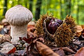 France, Somme, Crecy en Ponthieu, Crecy Forest, forest mushrooms, lycoperdon perlatum