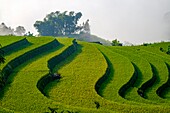 Vietnam, Ha Giang, Hoang Su Phi