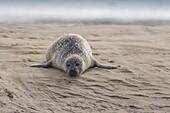 Frankreich, Somme, Authie Bay, Berck-sur-mer, Seehunde auf den Sandbänken