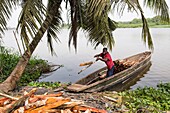 Ivory Coast, Grand Bassam, man unloading wood cut in the forest