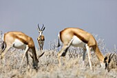 Namibia, Oshikoto province, Etosha National Park, springboks (Antidorcas marsupialis)