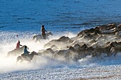 China, Innere Mongolei, Provinz Hebei, Zhangjiakou, Bashang-Grasland, mongolische Reiter führen einen Trupp von Pferden auf einer verschneiten Wiese