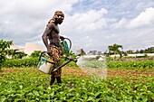 Benin, Cotonou, gardener watering vegetable gardens