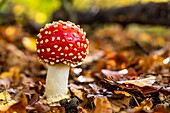 France, Somme, Crecy en Ponthieu, Crecy Forest, forest mushrooms, Amanita muscaria