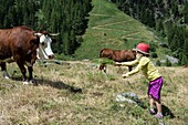 France, Savoie, Mountain of Vanoise, Pralognan la Vanoise, girl gives grass to a cow in the mountain pastures of Repoju