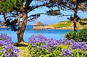 Frankreich, Côtes d'Armor, Insel Bréhat, Gezeitenmühle und Garten von Birlot, Blüte von Agapanthes im Sommer