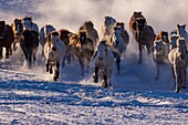 China, Inner Mongolia, Hebei Province, Zhangjiakou, Bashang Grassland, Mongolian horsemen lead a troop of horses running in a meadow covered by snow