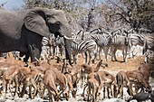 Namibia, Provinz Oshikoto, Etosha-Nationalpark, Elefanten, Zebras und Impalas