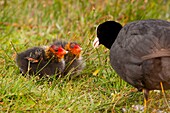 France, Somme, Baie de Somme, Le Crotoy, Crotoy marsh, young Eurasian Coot