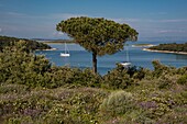 Croatia, Istria, Prematura, the Adriatic Sea forms a cove Uvala Portic conducive to the anchoring of sailboats near Cape Kamenjak