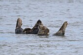 Frankreich, Somme, Authie-Bucht, Berck-sur-mer, Kegelrobben auf den Sandbänken, steigende Flut vertreibt sie