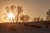 China, Innere Mongolei, Provinz Hebei, Zhangjiakou, Bashang-Grasland, Mongole, der eine Kamelkarawane mit baktrischen Kamelen (Camelus bactrianus) führt