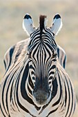 Namibia, Oshana province, Etosha National Park, Plain Zebras