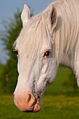 France, Somme, The Title, Mare Boulonnaise in pasture