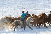 China, Inner Mongolia, Hebei Province, Zhangjiakou, Bashang Grassland, Mongolian horsemen lead a troop of horses running in a meadow covered by snow