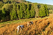 France, Pyrenees Atlantiques, Basque Country, Ascain, Transhumance of pottoks on the occasion of Pastore Lorea