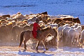 China, Innere Mongolei, Provinz Hebei, Zhangjiakou, Bashang-Grasland, mongolische Reiter führen eine Gruppe von Pferden auf einer verschneiten Wiese