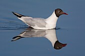 France, Somme, Somme Bay, Le Crotoy, Crotoy Marsh, Black-headed Gull (Chroicocephalus ridibundus)